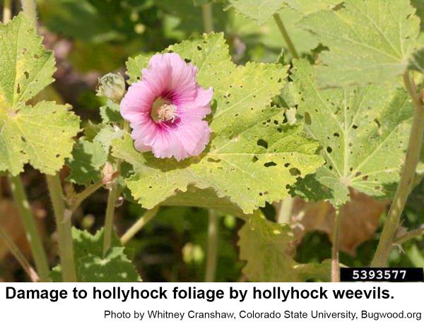 Before flower buds develop, hollyhock weevils feed on foliage bu